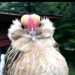 Meet your Posher, Kerri